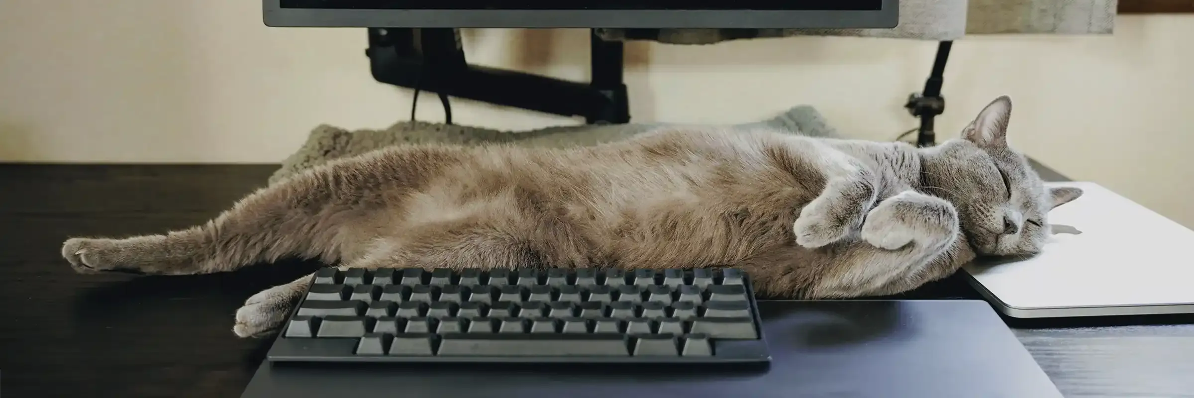 眠る猫の背景画像